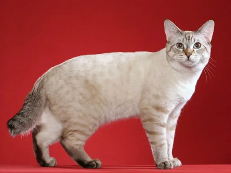 Egy rövid szőrű amerikai bobtail fehér és világosszürke bundával