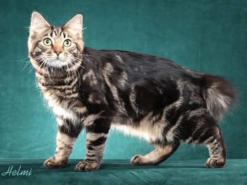 Egy amerikai bobtail macska fekete és világosbarna bundával, valamint sárga szemekkel