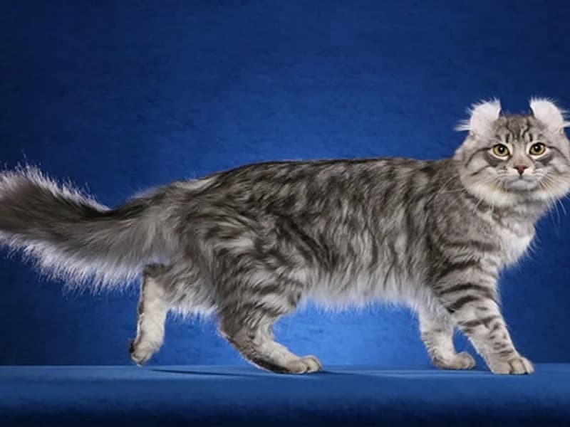 American-Curl-Full-Body