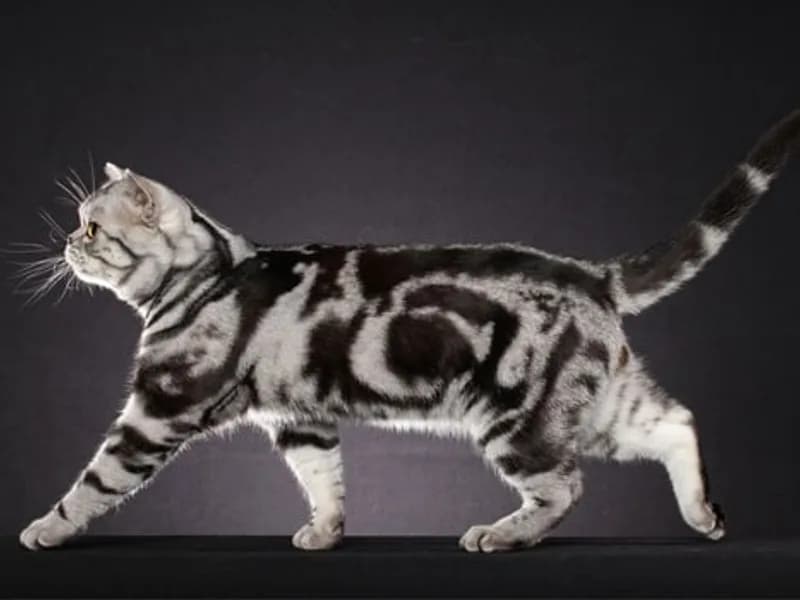 American Shorthair szürke és fekete márványos bundával