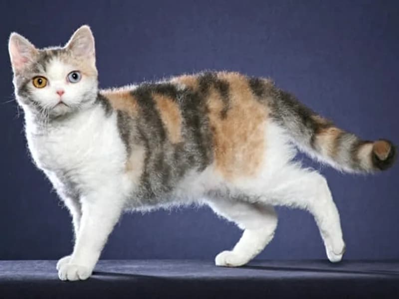 American-Wirehair-Full-Body