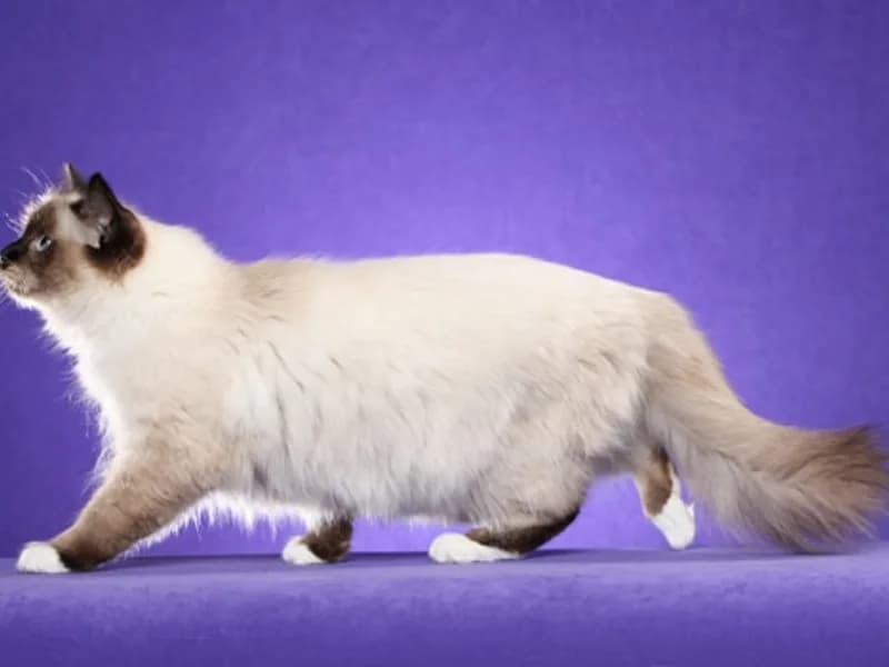 Birman-Full-Body