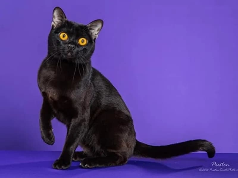Bombay-Full-Body
