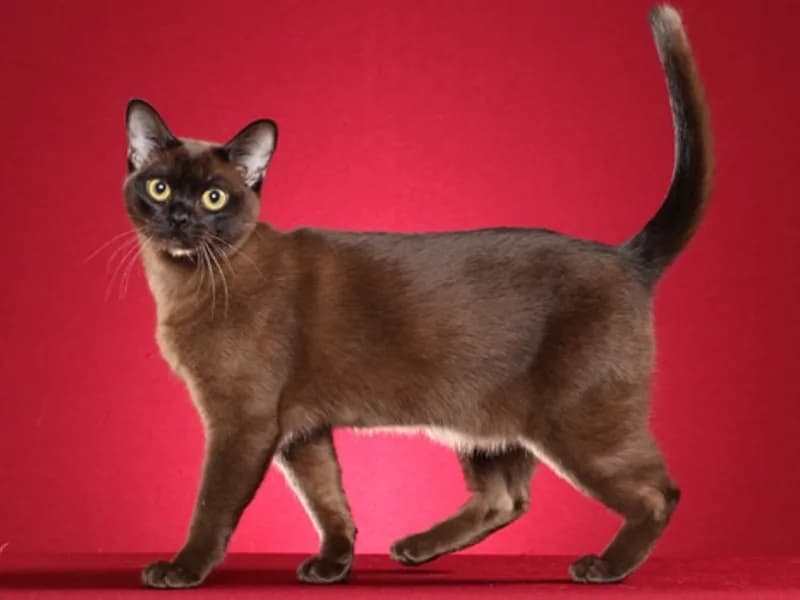 Burmese-Full-Body
