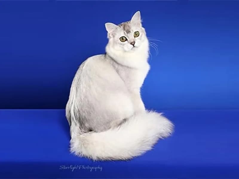 Burmilla-Longhair-Full-Body