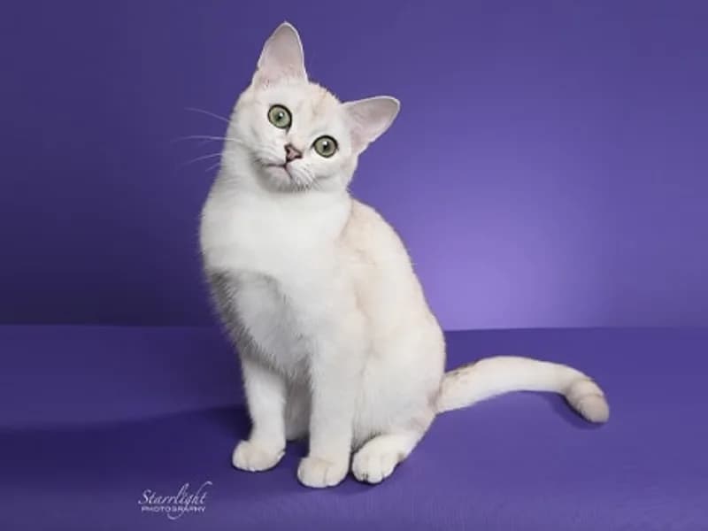 Burmilla-Full-Body
