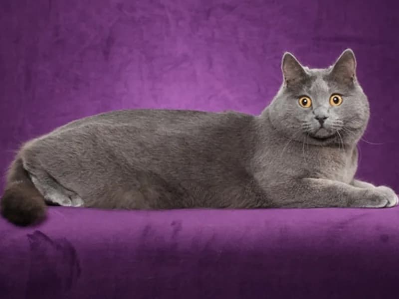 Chartreux-Full-Body