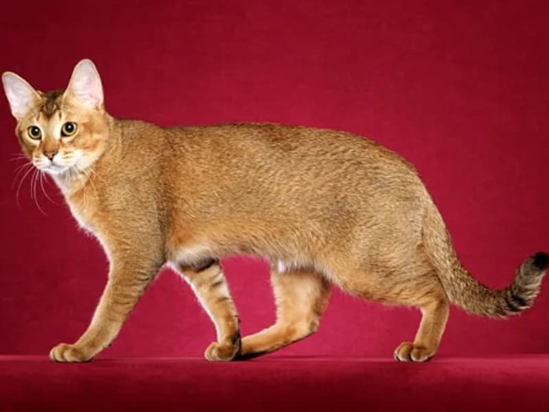 Chausie-Full-Body