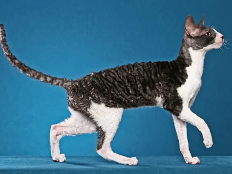 Cornish-Rex-teljes-test