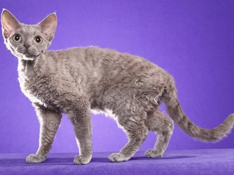 Devon-Rex-Full-Body