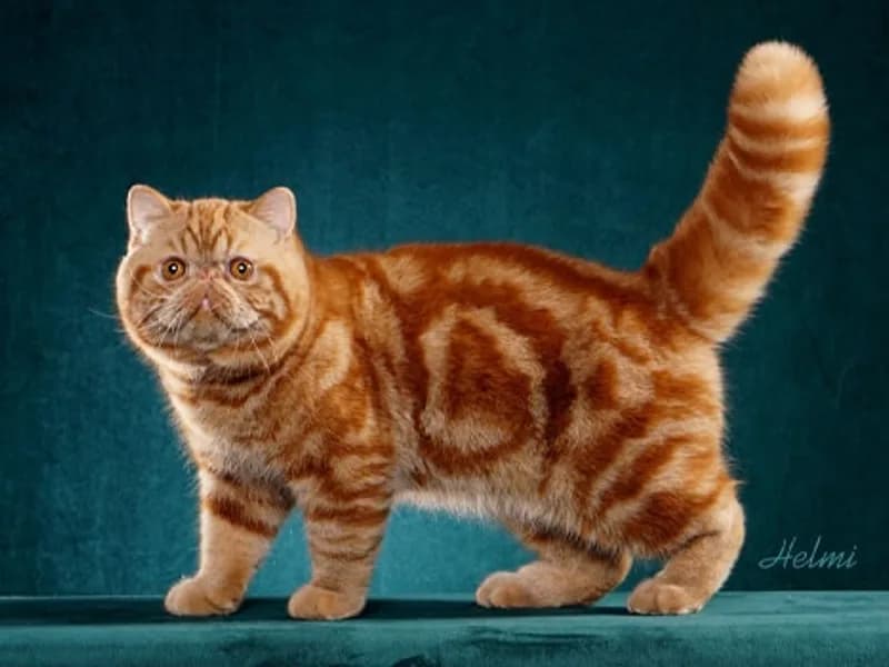 Exotic-Shorthair-Teljes-Test