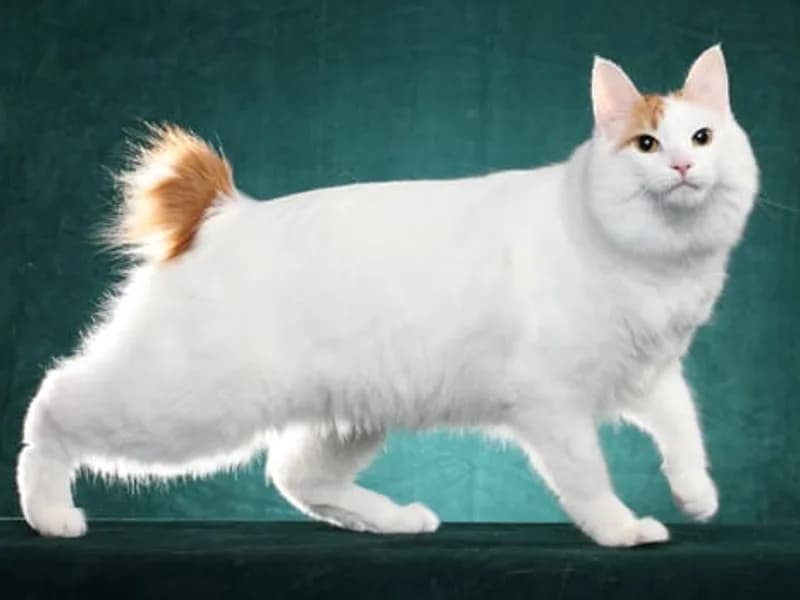 Japanese-Bobtail-Longhair-Full-Body