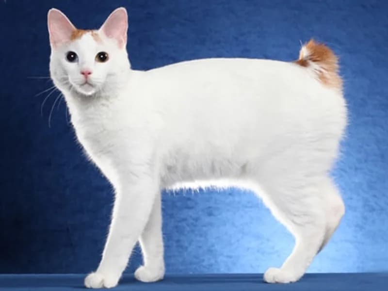 Japanese-Bobtail-Full-Body