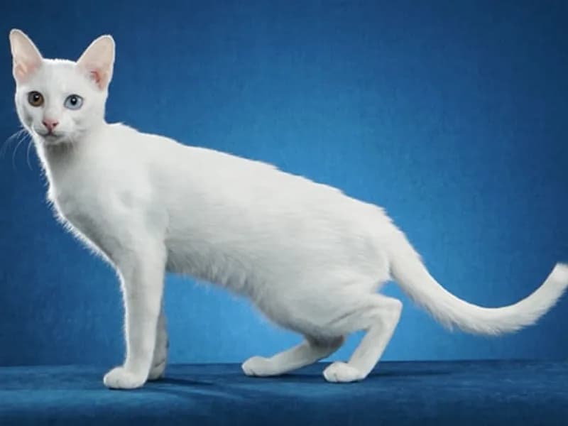 Khaomanee-Full-Body