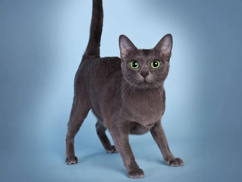 Korat macskafajta