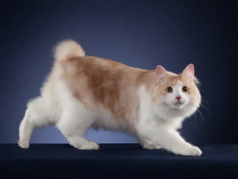 Kurilian Bobtail Longhair macskafajta