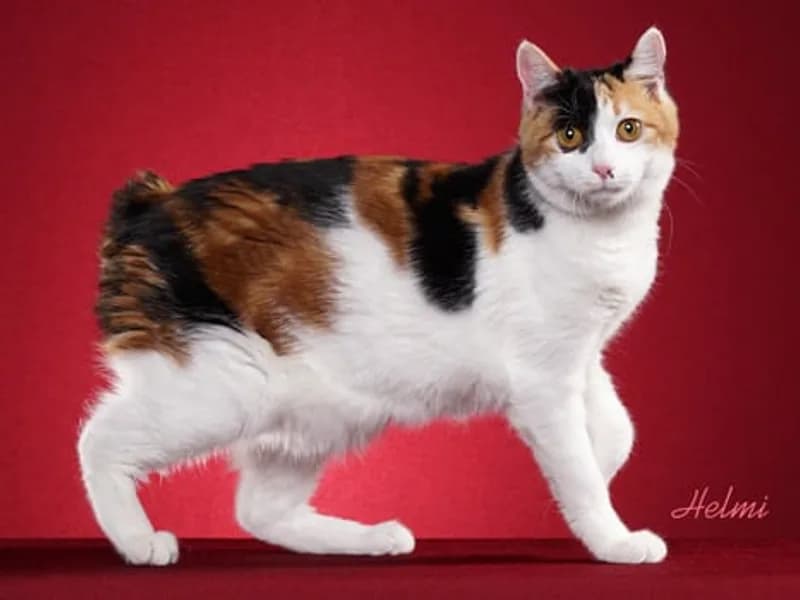 Kurilian-Bobtail-Full-Body