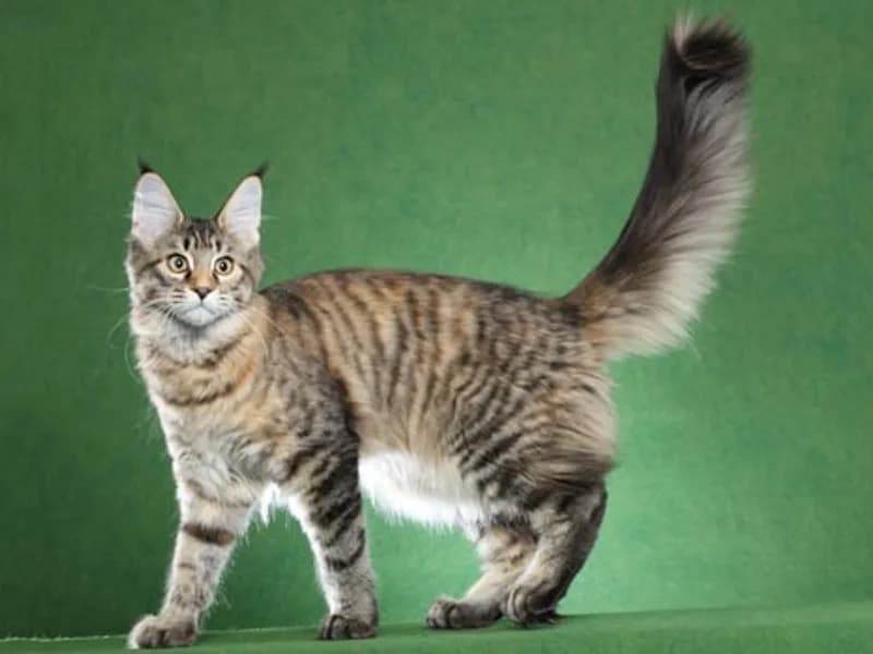 Maine-Coon-Polydactyl-Teljes-Test