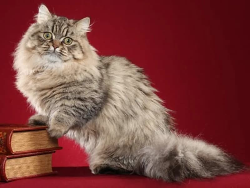 Minuet-Longhair-Full-Body