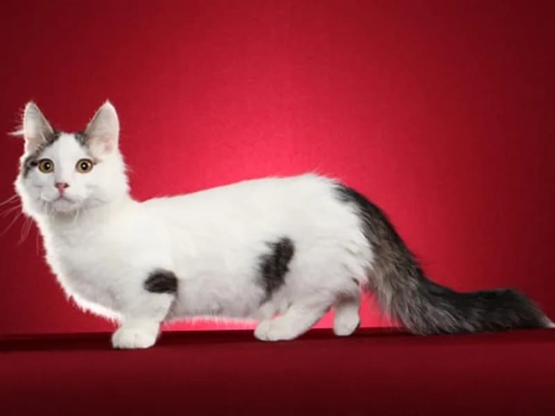 Munchkin-Longhair-Full-Body