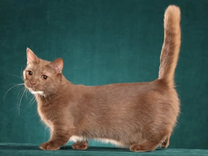 Munchkin-Full-Body