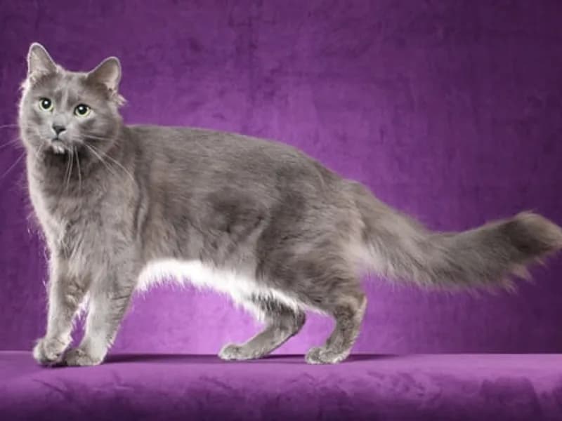 Nebelung-Body-Shot