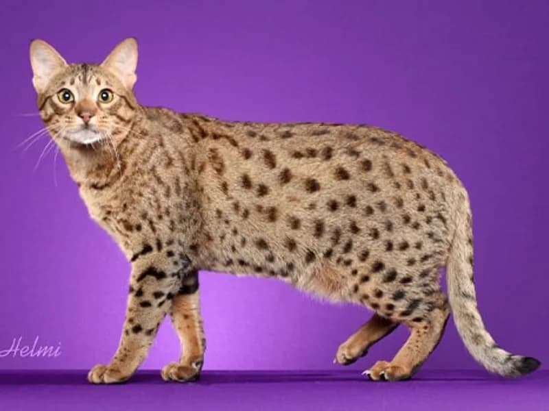 Ocicat-Full-Body