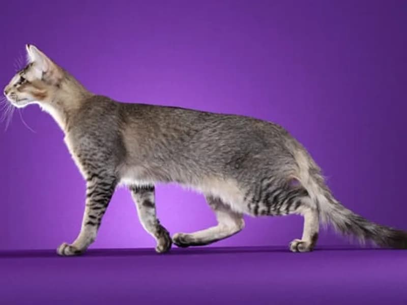 Oriental-Longhair-Full-Body