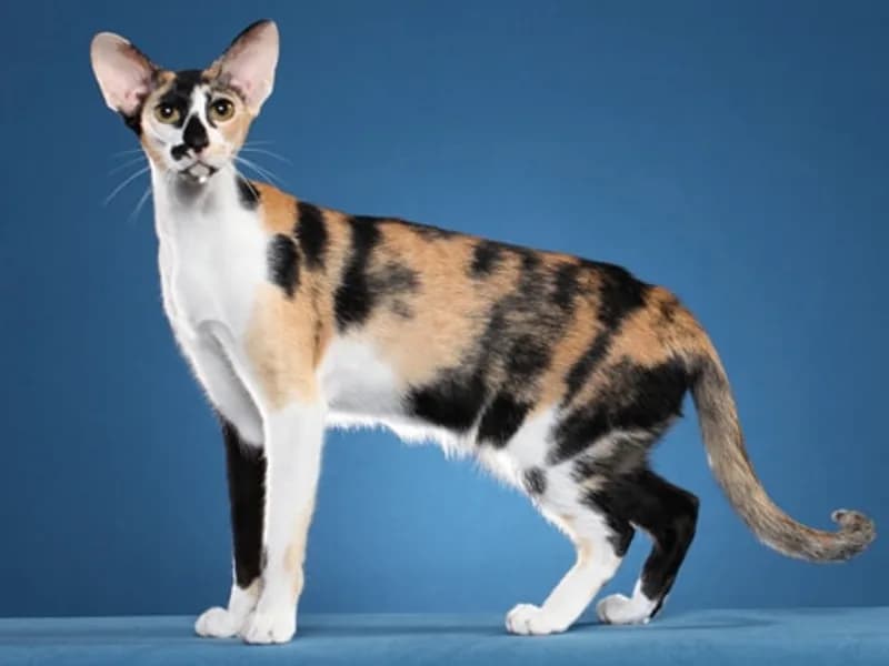 Oriental-Shorthair-Full-Body