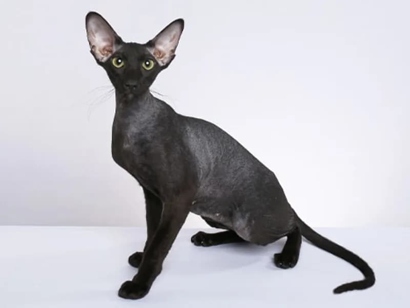 Peterbald-Full-Body