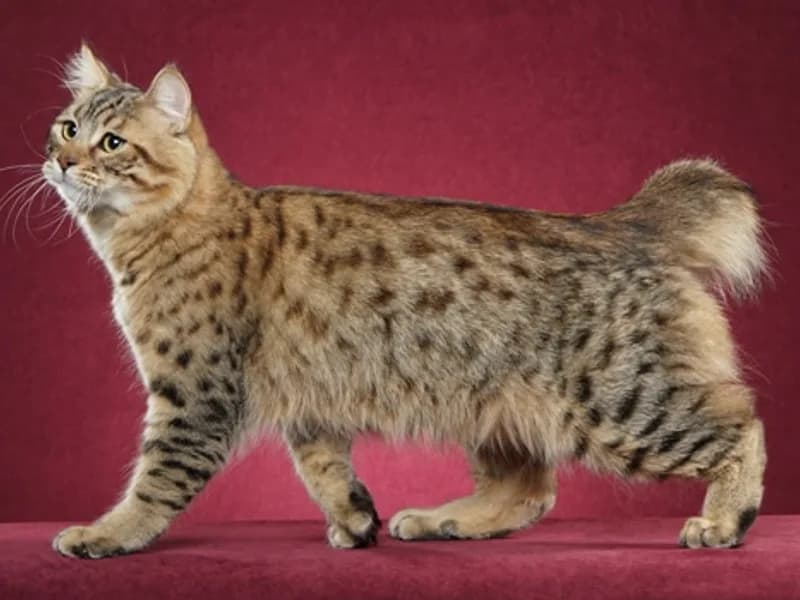 Pixiebob-Longhair-Full-Body