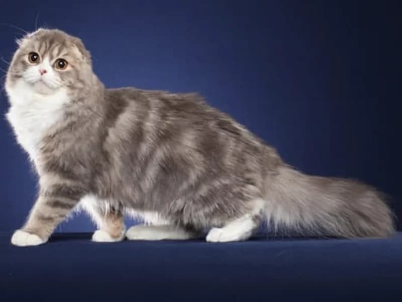 Scottish-Fold-Longhair-Teljes-Test