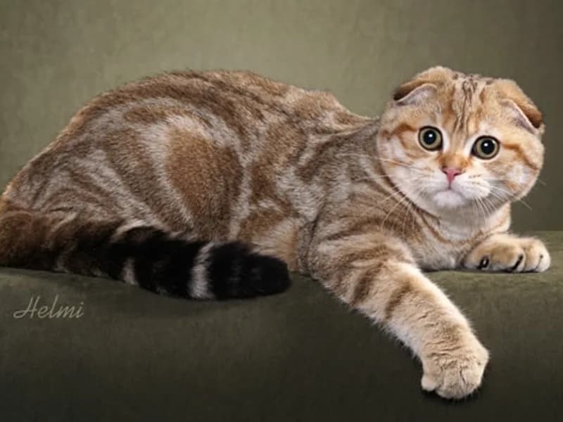 Scottish-Fold-Full-Body
