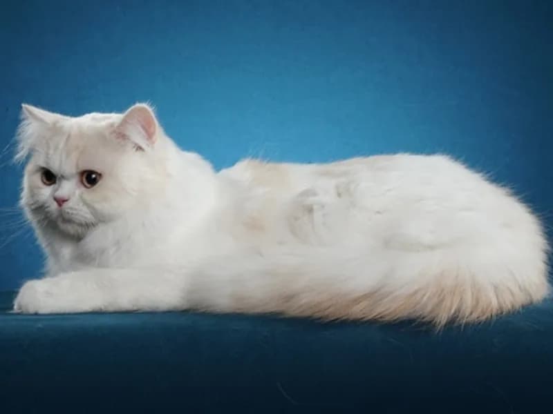 Scottish-Straight-Longhair-Full-Body