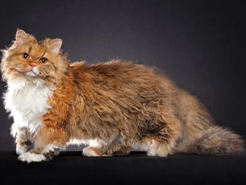 Selkirk Rex hosszúszőrű – teljes test