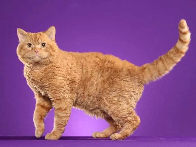 Selkirk-Rex-Full-Body