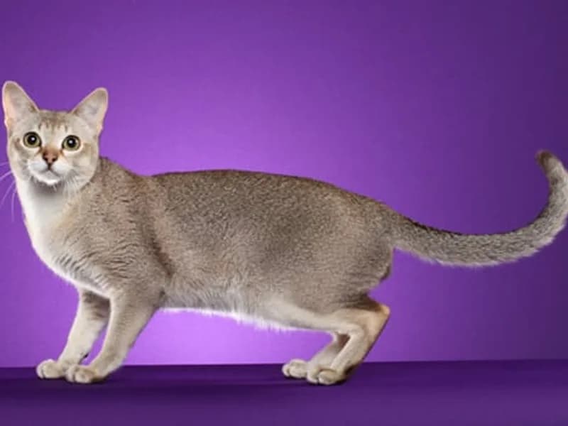 Singapura-Full-Body