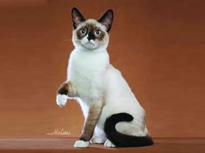 Snowshoe-Full-Body