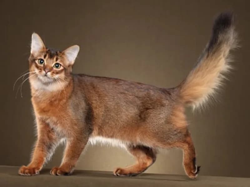 Somali-Full-Body