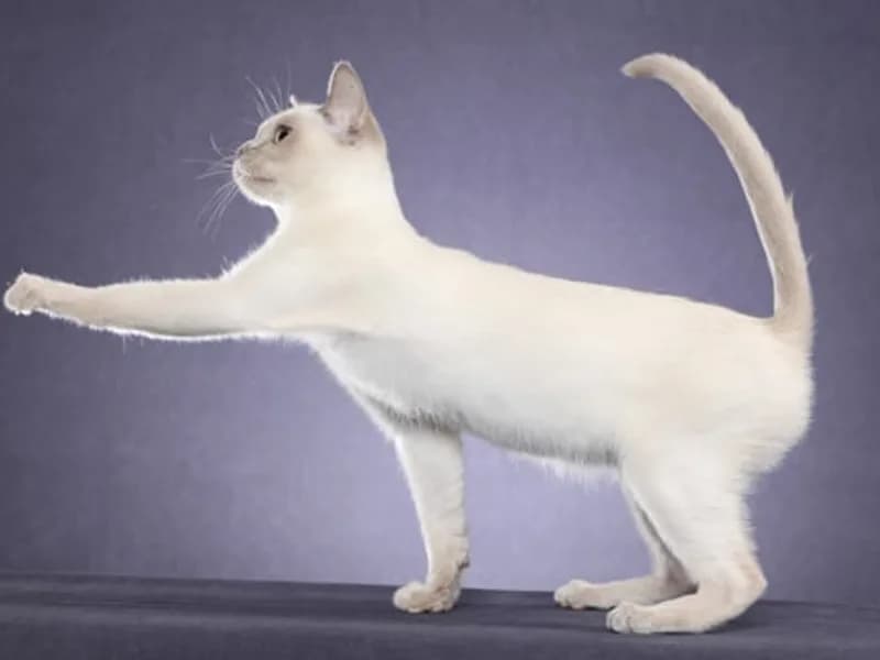 Tonkinese-Full-Body