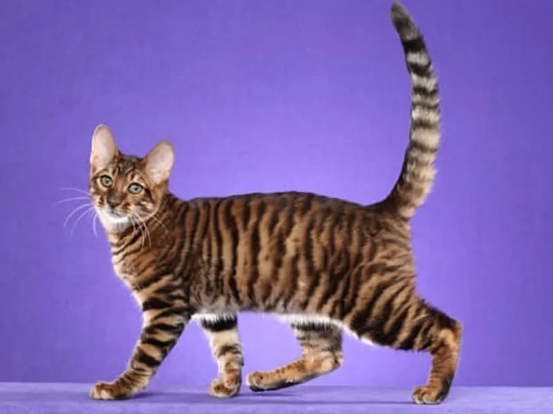 Toyger-Full-Body