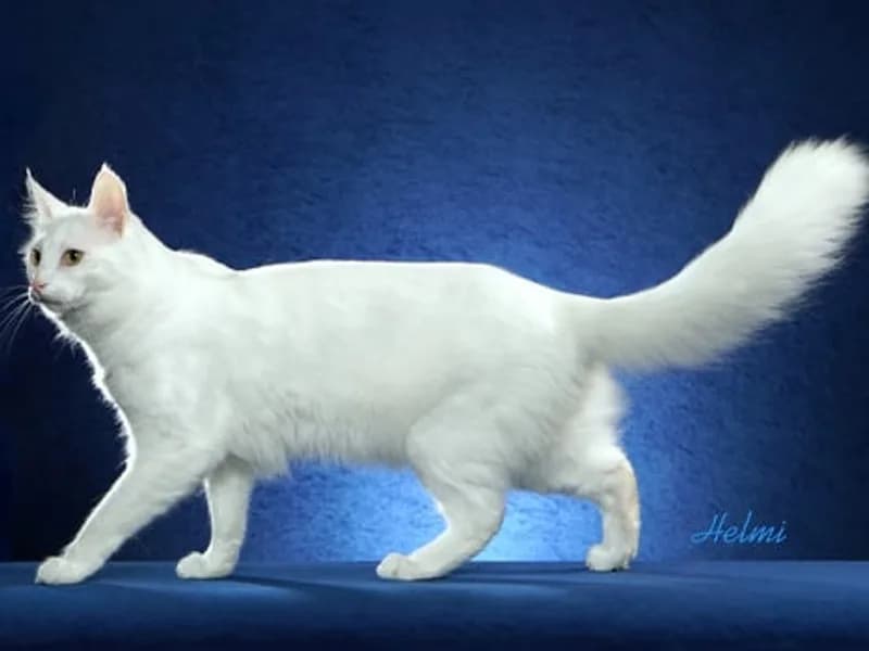 Turkish Angora macskafajta
