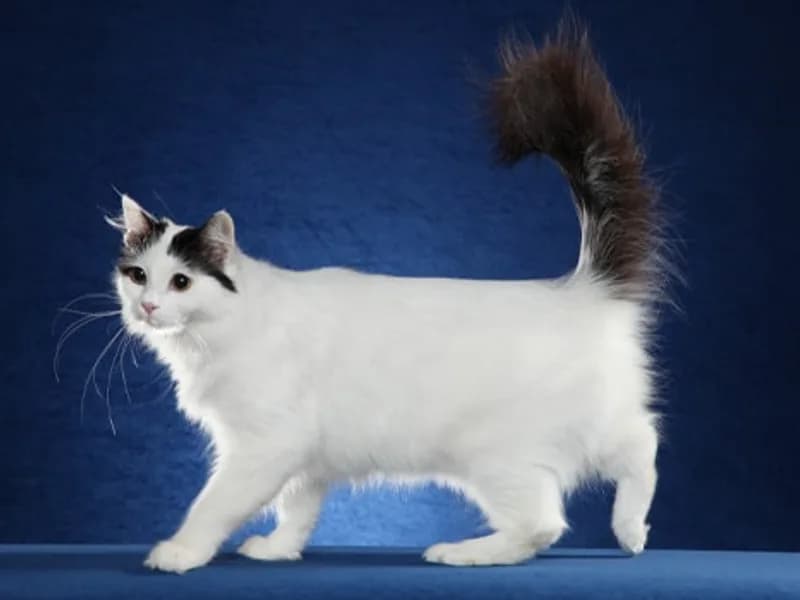 Turkish-Van-Full-Body