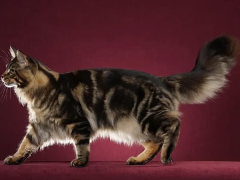 Egy barna és cser színű Maine Coon balra nézve