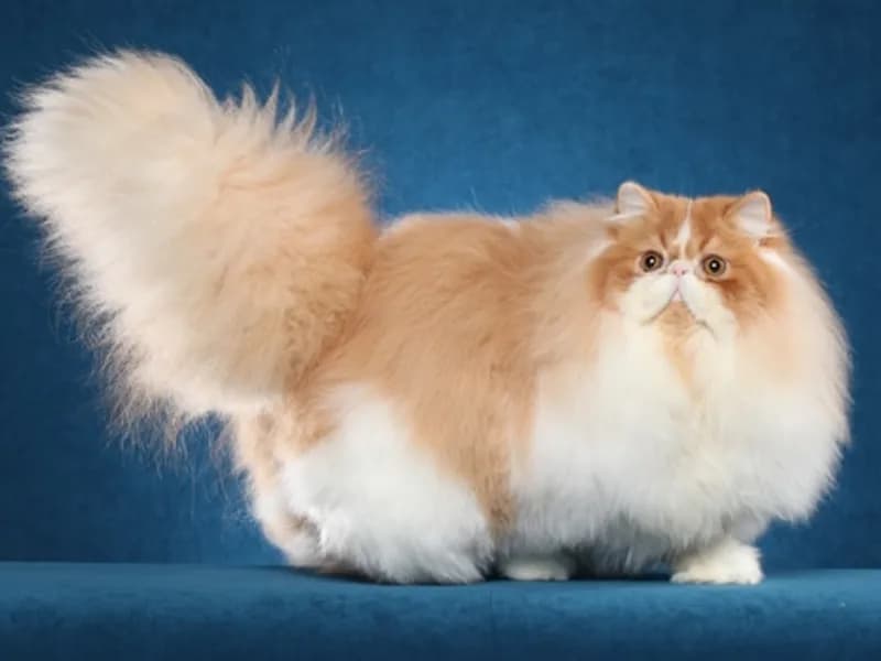 Persian-Full-Body