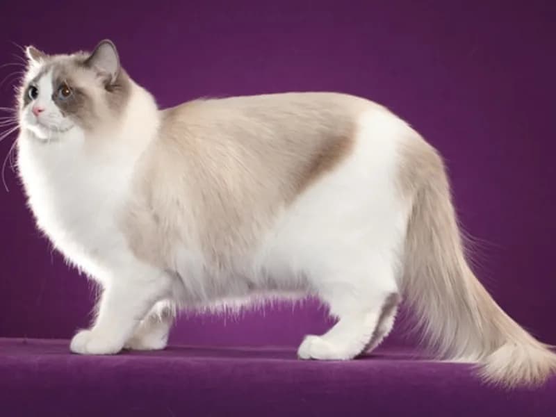 Egy balra néző fehér és barnássárga Ragdoll