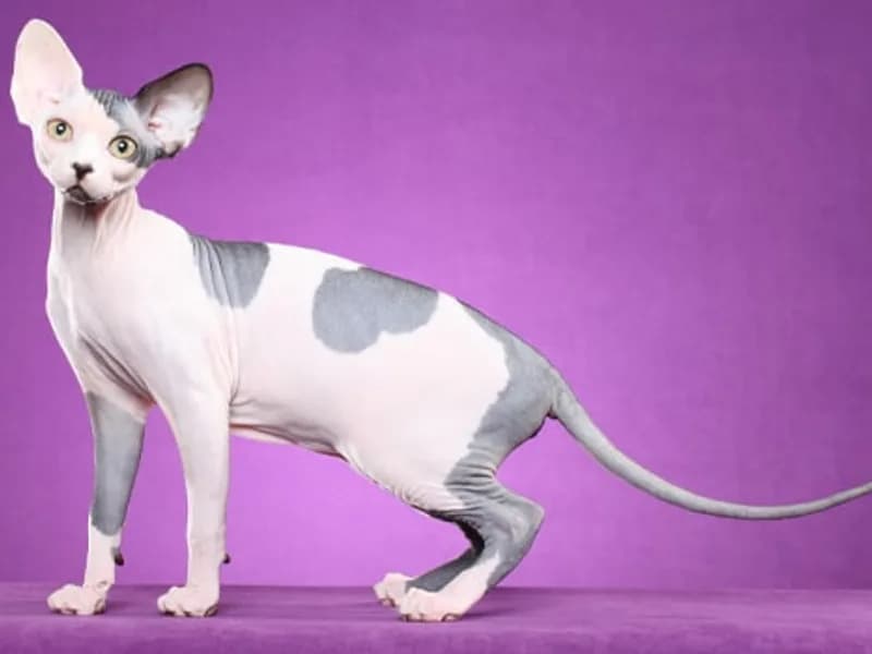 Sphynx-Full-Body